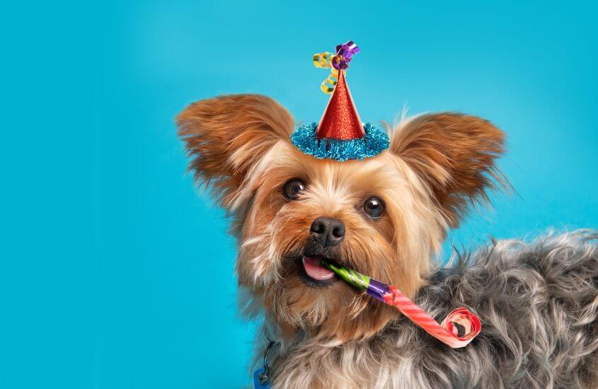 Ways to Celebrate your Pet