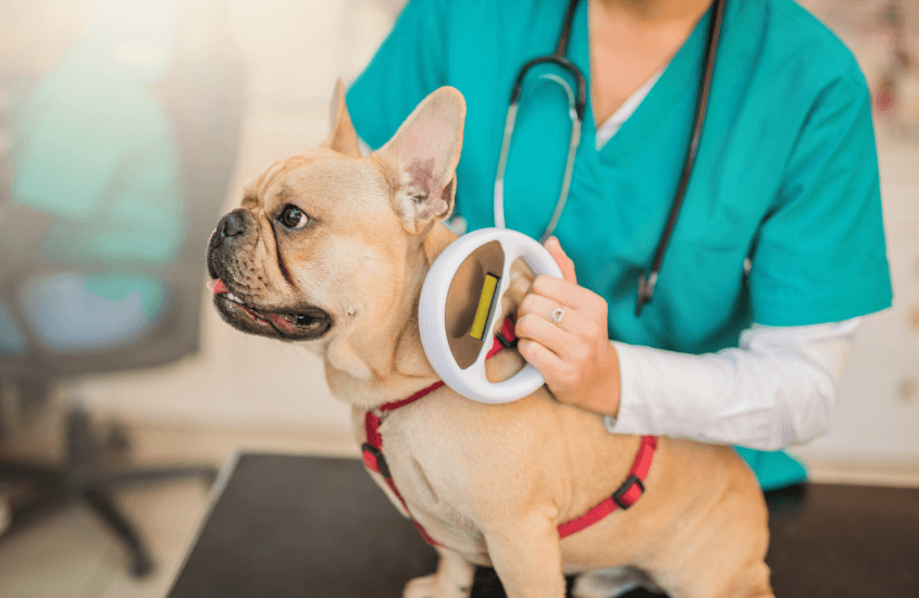 Why Is Microchipping a Must?