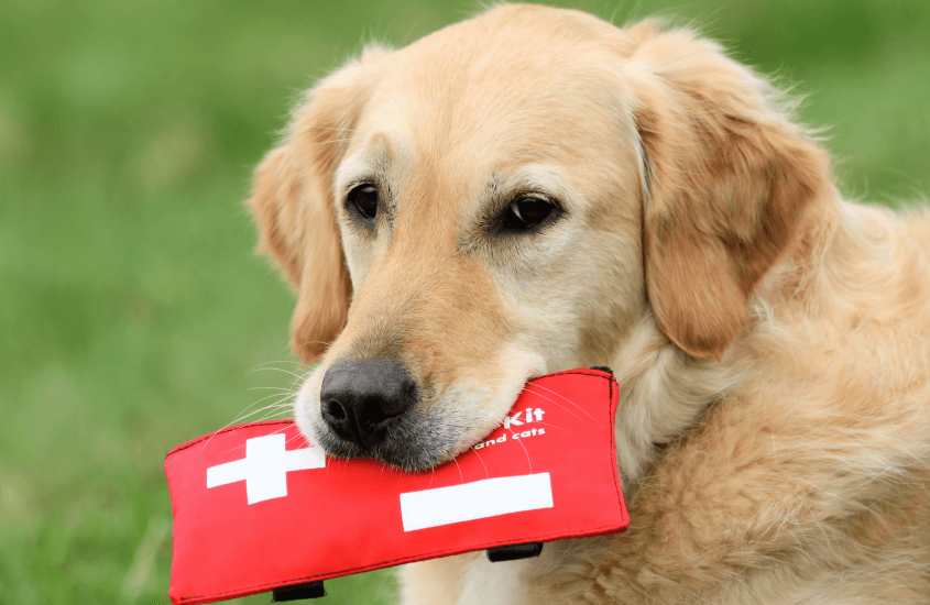 How to Create a First Aid Kit for Your Pet