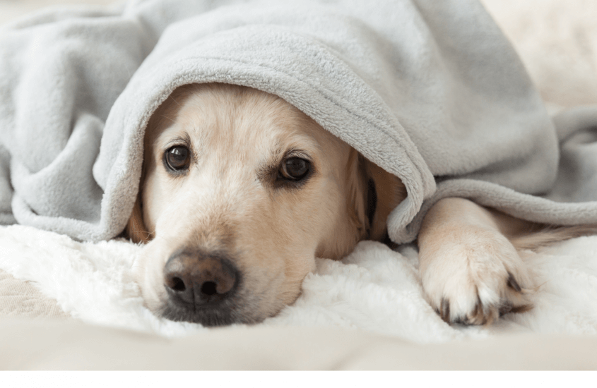 HOW TO KEEP YOUR PETS WARM DURING WINTER